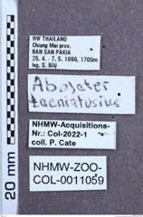 Etiketten zu Abelater taeniatusius (NHMW-ZOO-COL-0011059)